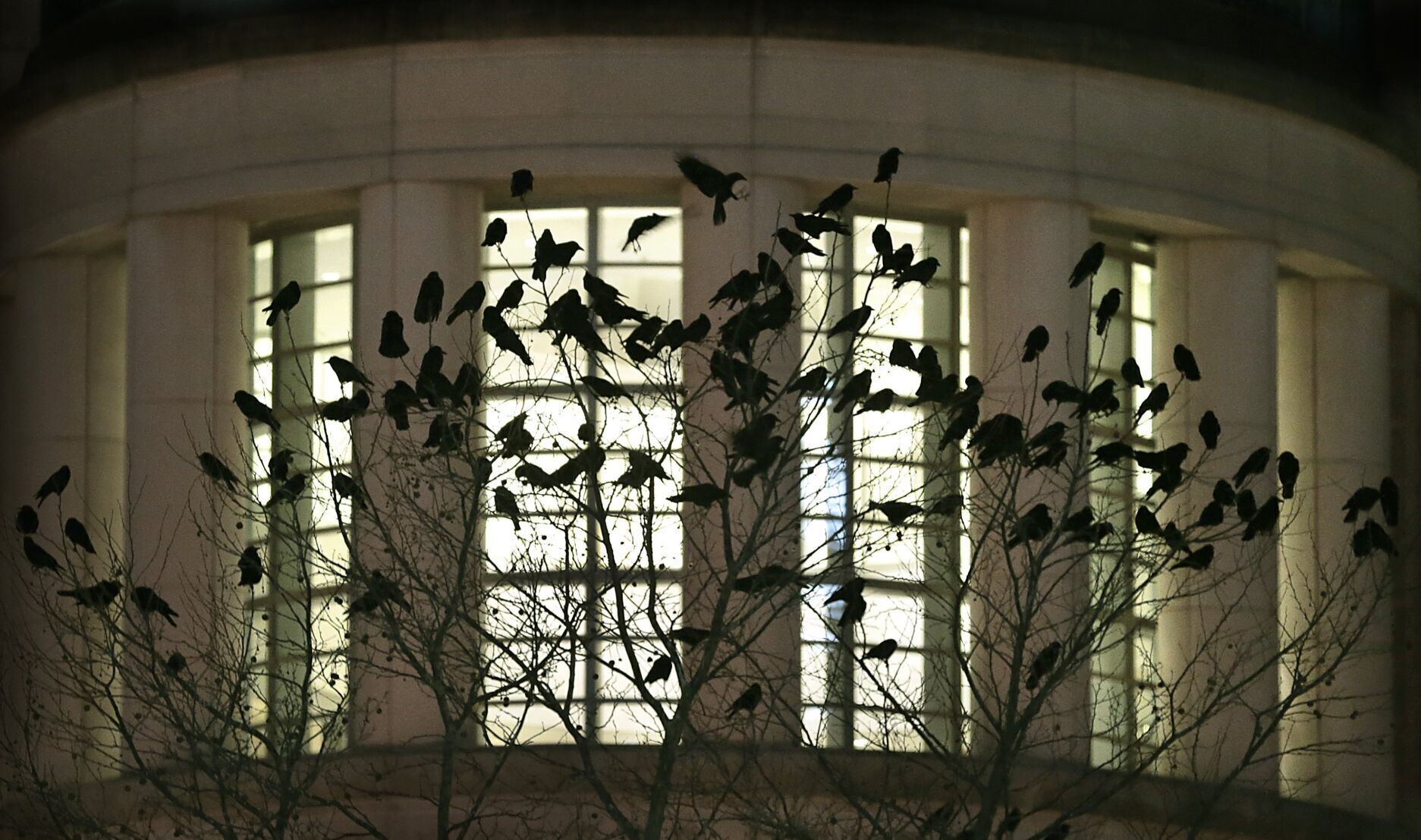 Crows murder poses problem at federal courthouse